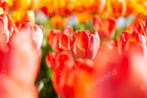 Preview: A field of fiery orange tulips in the rays of summer bright daylight