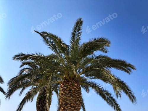 Preview: Palm tree