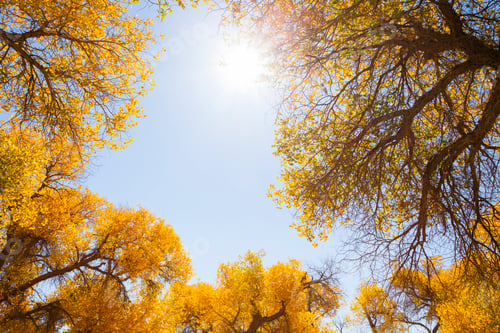 Preview: Woods in Inner Mongolia, China