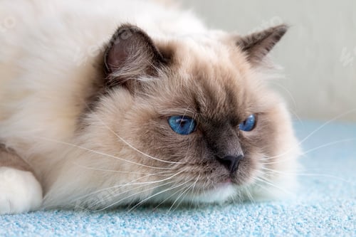 Preview: Cute pet ragdoll cat. Pet animal.