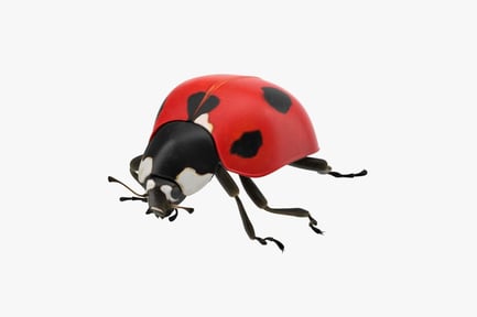 Preview: Classic Red Ladybug with Black Spots