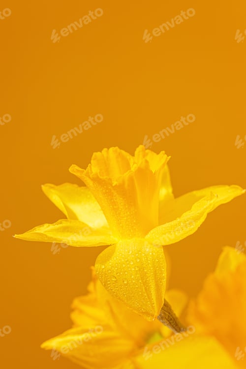 Preview: Close up of daffodils flowers on yellow background