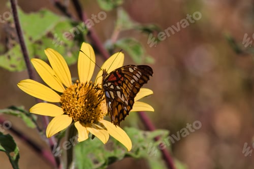 Preview: A colorful butterfly gracefully perches on a vibrant flower, pollinating the wild landscape
