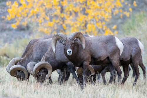 Preview: Beautiful herd of rams eating grass in a field on an autumn day