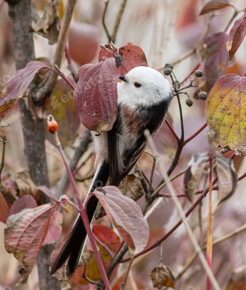 Preview: Long-tailed tit, Aegithalos caudatus. The bird searches for small insects on the leaves of the bush