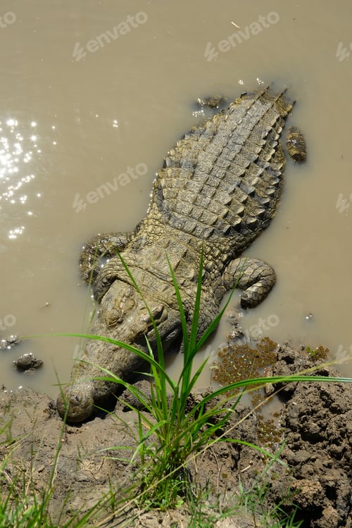 Preview: Nile crocodile, Crocodylus niloticus, basking in the sun at the edge of a swamp