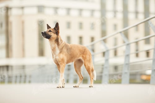 Preview: Dog in the city