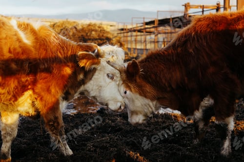 Preview: two red domestic bulls butt heads on a farm