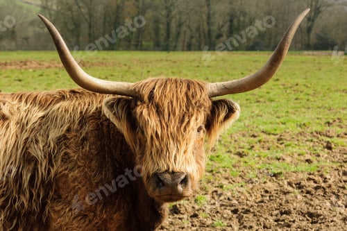 Preview: Highland Cattle