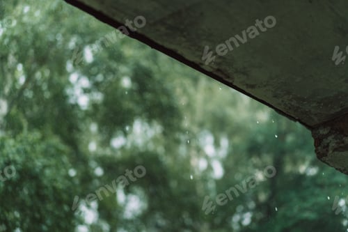 Preview: Heavy rain against the green leaves of the trees