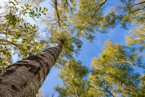 Preview: Tops of trees with green leaves in forest and blue sky in spring or summer