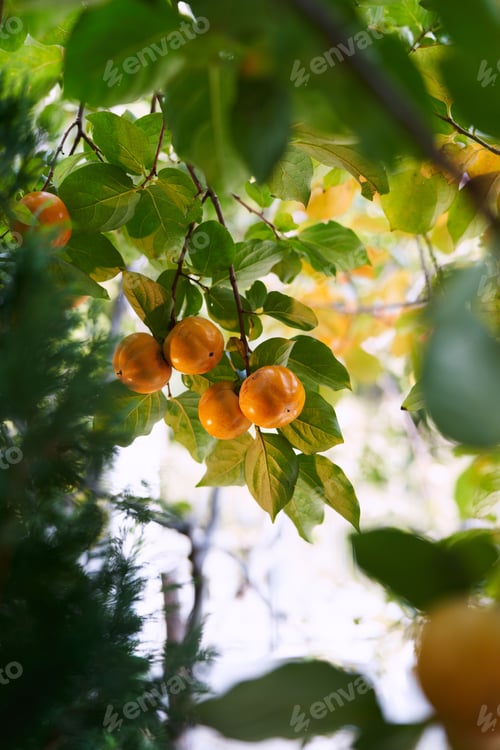 Preview: Ripe persimmon fruits among green foliage on tree branches