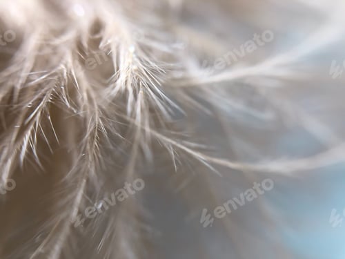 Preview: Macro shot of a feather in pastel color pallet