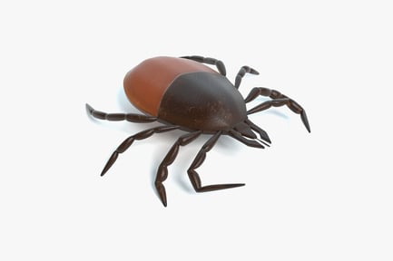 Preview: Engorged Deer Tick