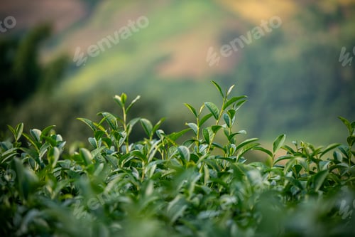 Preview: Tea plantation with rows of neatly trimmed tea bushes stretching across gently rolling hills the lus