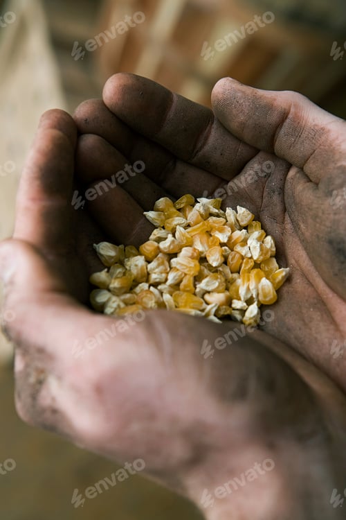 Preview: Hands cradling corn kernels