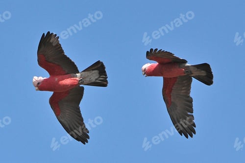 Preview: bird, cockatoo galah, parrot, pet