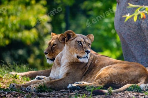 Preview: Lions pride resting in shade in nature