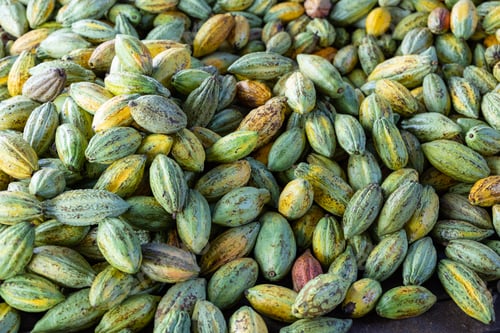 Preview: Fresh cocoa pod harvest in farm