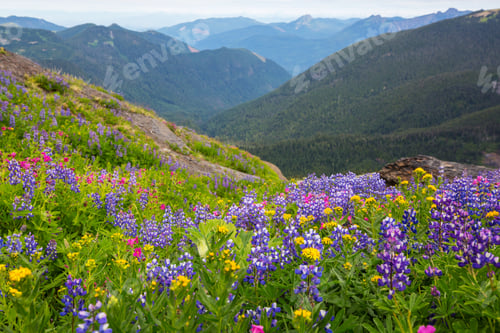 Preview: Mountains meadow