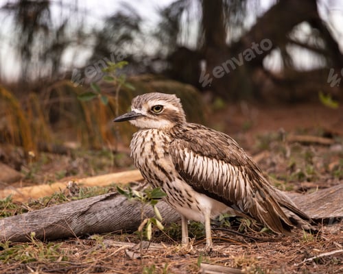 Preview: Bush Stone Curlew on Magnetic Island near Townsville in Far North Queensland, Australia