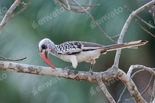 Preview: Western red-billed hornbill (Tockus kempi)