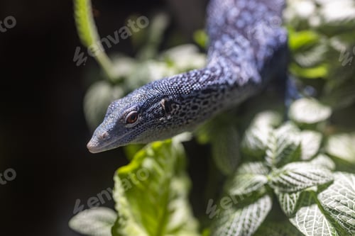 Preview: Lizard lies on the plant