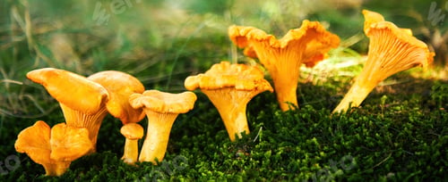 Vista previa: Chanterelle mushrooms in a forest. Edible mushrooms.