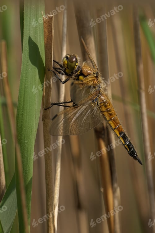 Preview: Four-spotted chaser perched on tall brown grass
