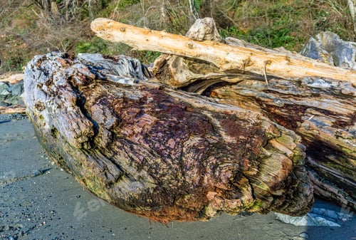 Preview: A Large Pile Of Driftwood At Lincoln Park In West Seattle, Washington.