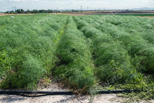 Preview: Growing asparagus in farm. Green bushes of asparagus