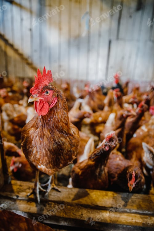 Preview: Selective focus vertical shot of a rooster having a group of hens behind in a chicken coop