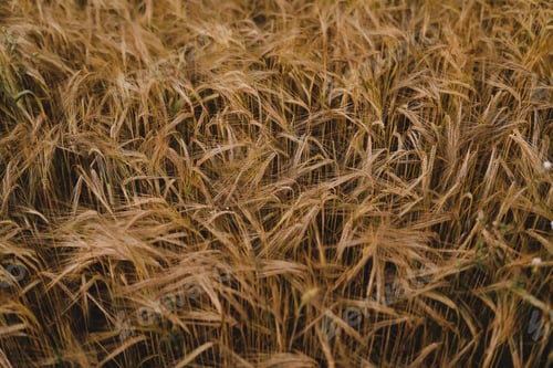 Preview: texture of wheat crops growing in the field