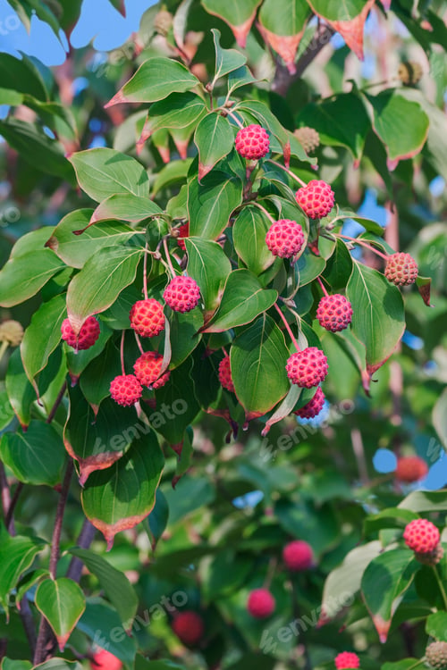 Preview: Kousa Dogwood (Cornus Kousa). Called Chinese, Korean And Japanese Dogwood, Japanese Strawberry Tree