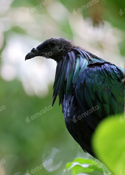 Preview: Nicobar pigeon (Caloenas nicobarica) bird close up