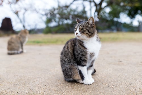 Preview: Lovely cat outdoor