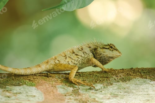 Preview: Yellow lizards on trees