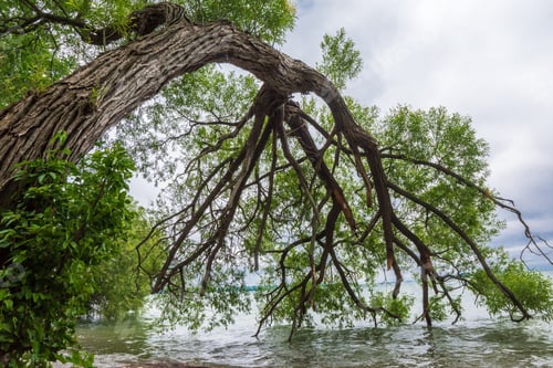 Preview: Dreamlike tree with branches touching water landscape photography natural background