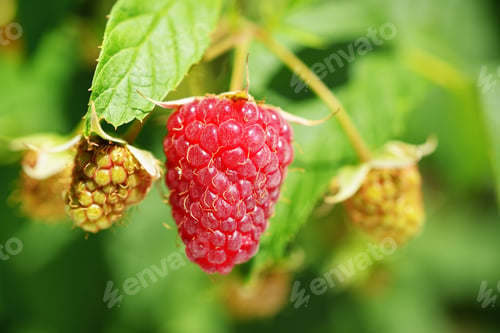 Preview: Raspberry closeup in garden