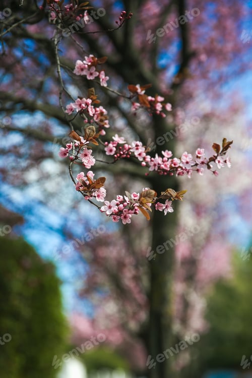 Preview: Spring blossom border with pink blooming tree. Beautiful nature scene with flowers on tree and sun