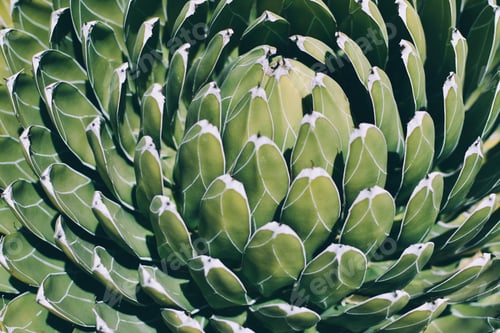 Preview: Agave victoriae-reginae