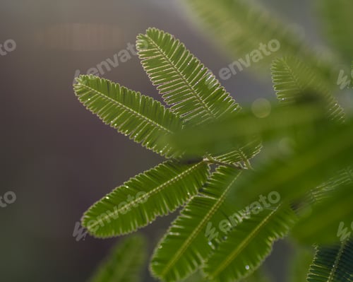 Preview: leaf