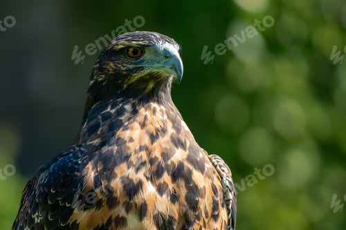 Preview: Closeup shot of an eagle in a park in sunny weather on a blurred background