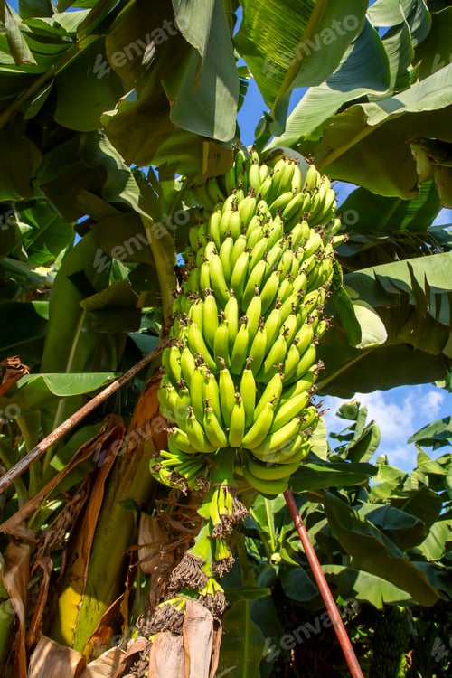 Preview: Bunch of green and yellow bananas in the garden. Turkey - Alanya