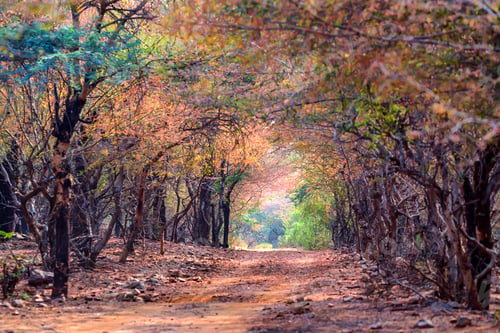 Preview: Landscape of Ranthambore, India. Road and forest