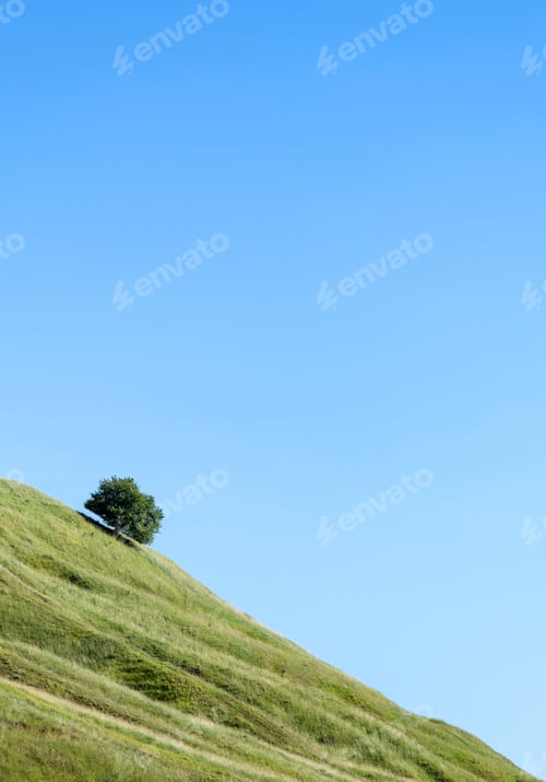 Preview: Lone tree standing on a grassy slope under a clear blue sky in a peaceful landscape