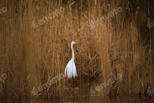 Preview: The great egret - Ardea alba in the swamp
