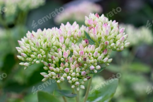Preview: Background of green and purple flowers