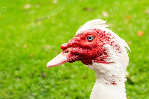Preview: White Muscovy duck with red face. Close up on green grass