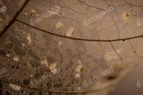 Preview: Close-up of a skeletonized leaf